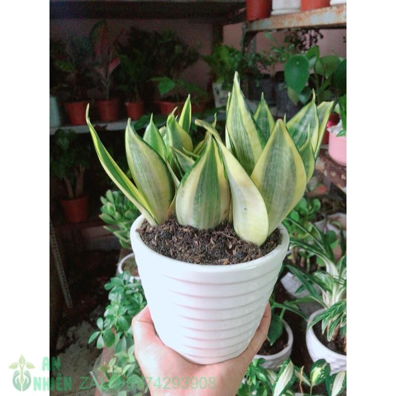 Chậu Cây Lưỡi Hổ Thái