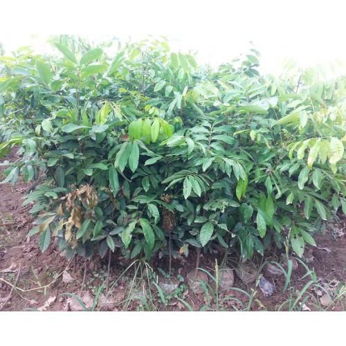 Cây giống NHÃN LỒNG SỚM HƯNG YÊN- Cây giống chuẩn F1