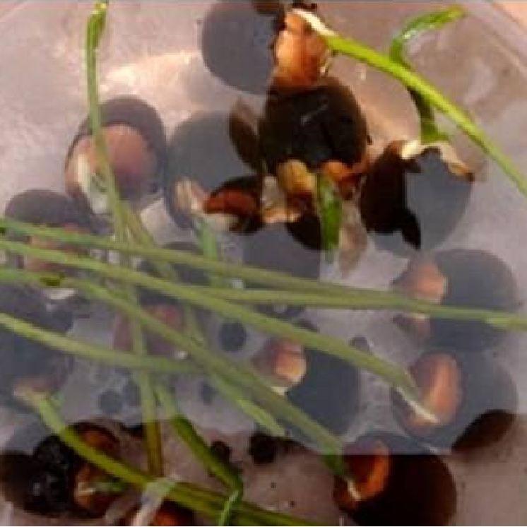 Hạt giống sen bách diệp tím