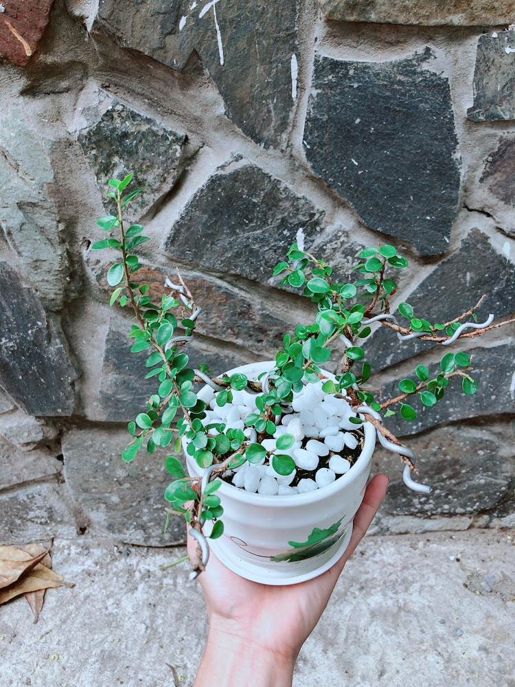 Chậu Cây Sam Núi