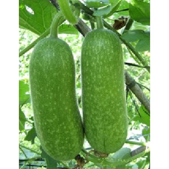 Hạt Giống Bí Đao Chanh AGRI WAXGOURD 999 -