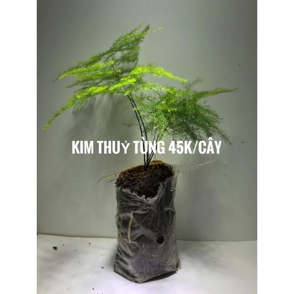 Kim thuỷ tùng mini set up Terrarium-Bán Cạn