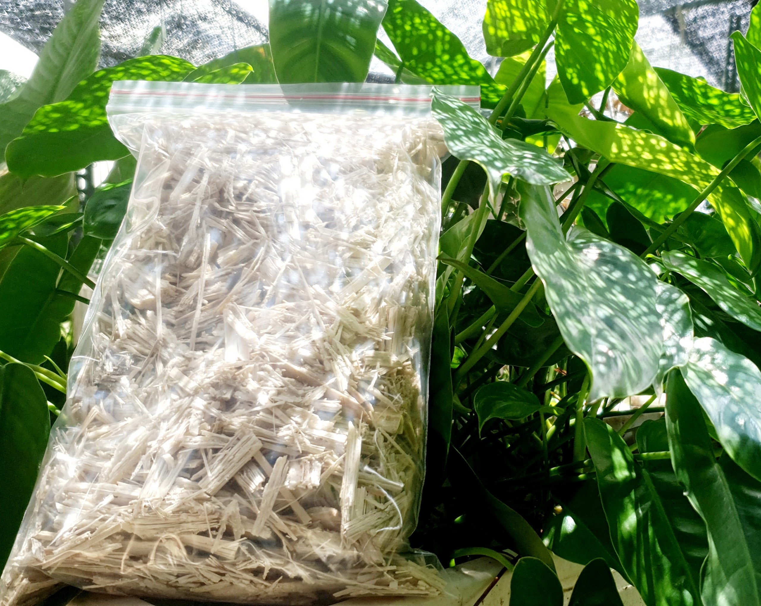 250gr bã mía đã được làm sạch siêu tốt trồng cây thân thiện môi trường