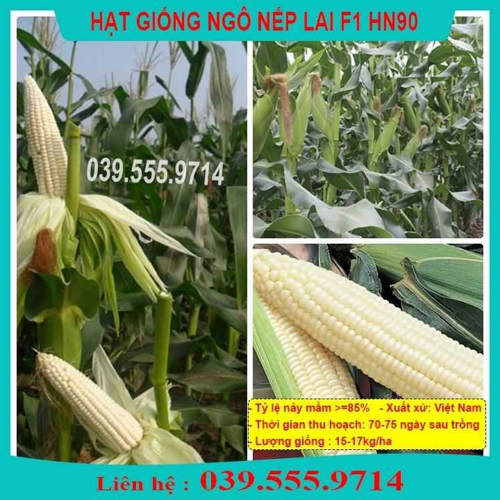 HẠT GIỐNG NGÔ NẾP LAI HN90 GÓI 100G - HẠT NGÔ TO THƠM NGON DẺO THƠM