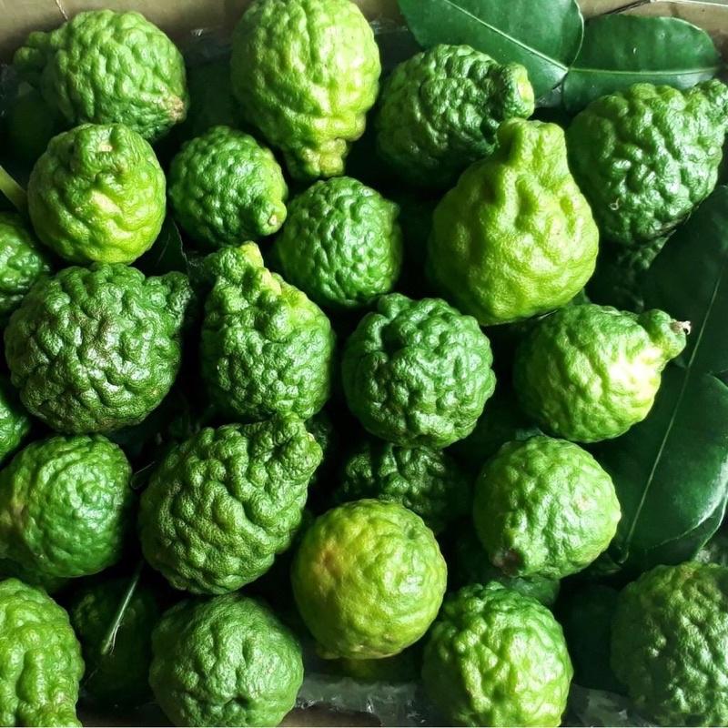 Cây giống chanh chúc, chanh thái cây ươm từ hạt