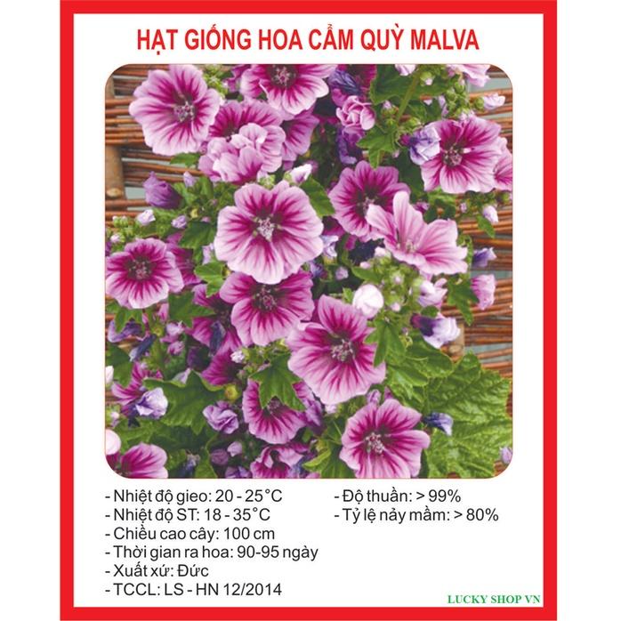 Hạt Giống Hoa Cẩm Quỳ Nhiều Màu CT428 - Gói 50 hạt