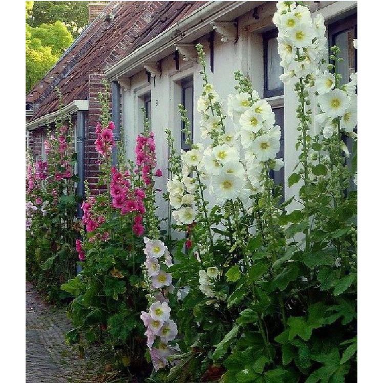 Hạt giống mãng đình hồng đơn mix 50hạt/gói