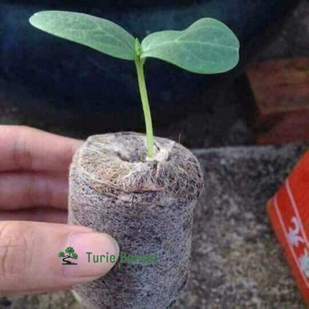 1 viên nén xơ dừa ươm hạt, ươm cây con tiện lợi, năng suất cao