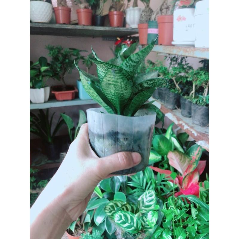 Cây Lưỡi Mèo