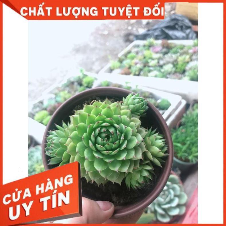 Sen đá phật bà kèm chậu sứ Nhiều Người Mua
