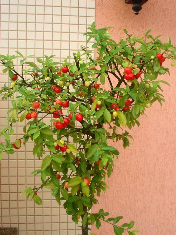 CÂY CHERRY MỸ 4 THÁNG RA HOA