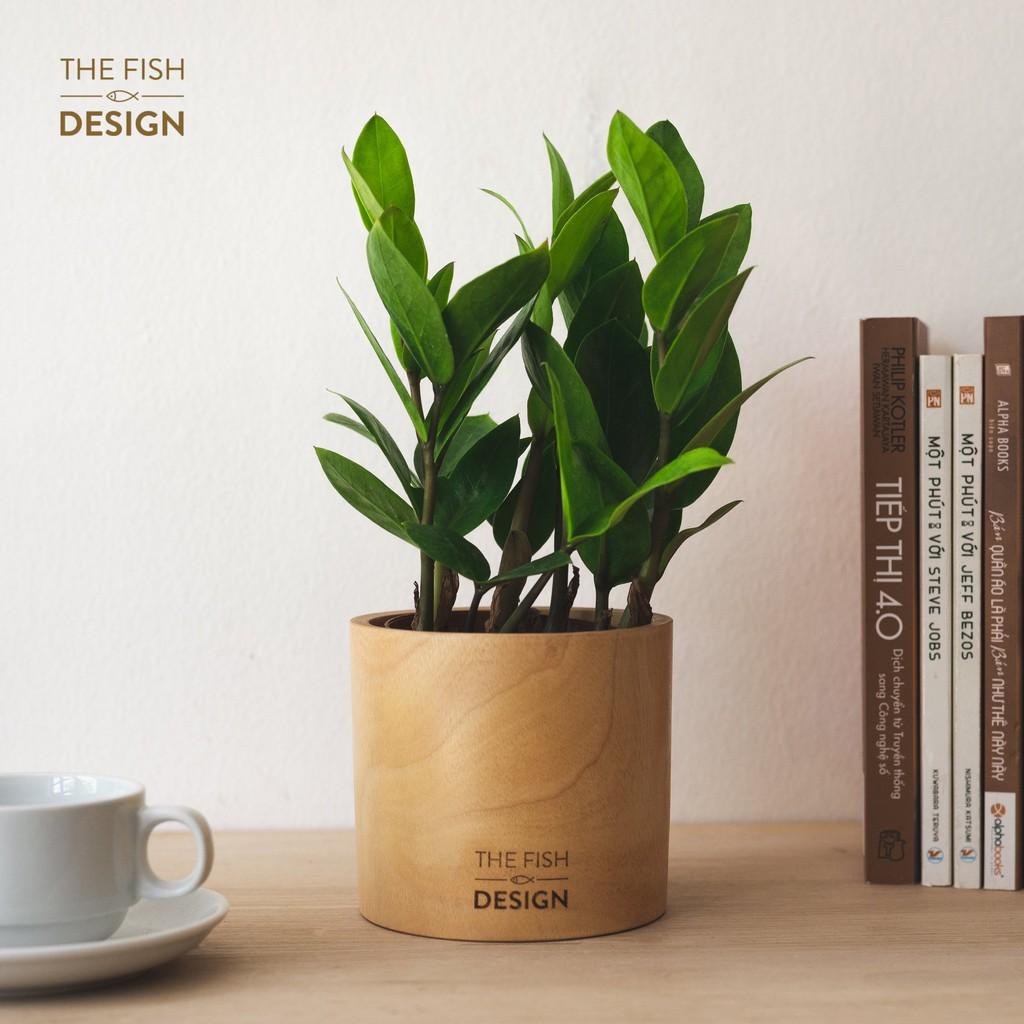 Chậu cây kim tiền | THE FISH DESIGN SIZE M