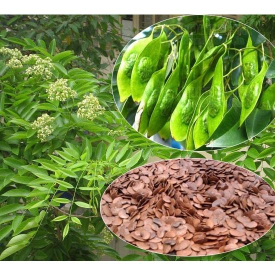 Hạt giống cây Sưa Đỏ KNS3694 - Gói 20 hạt