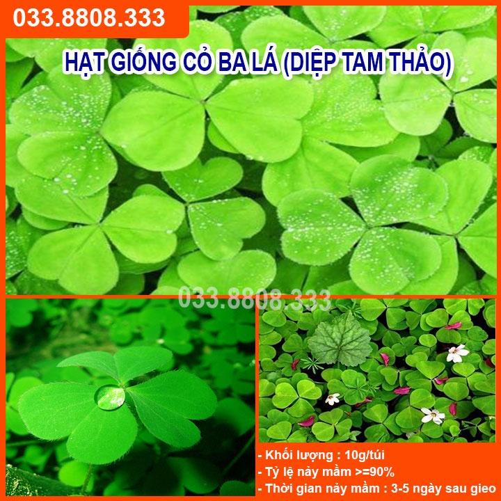 Hạt Giống Cỏ May Mắn 50gram - Cỏ trang trí sân vườn