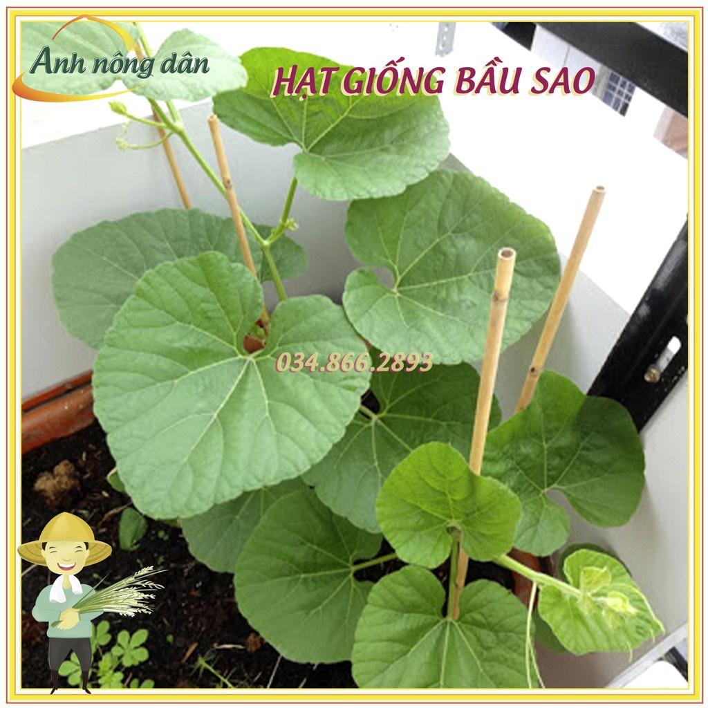 Gói 10 Hạt giống bầu sao F1