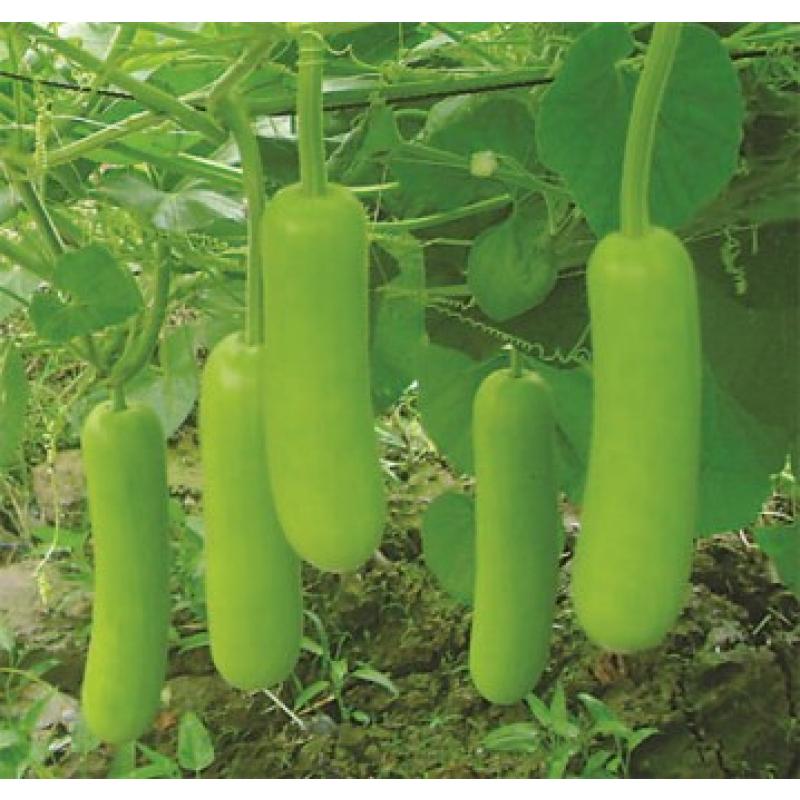Hạt Giống Bầu Lai Siêu Quả -
