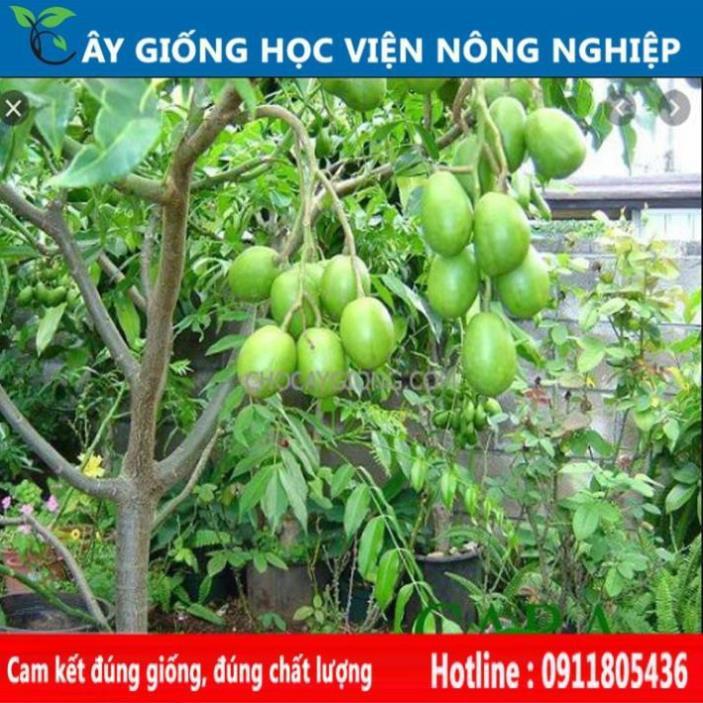 Sản phẩm Cây Ăn Trái cây cóc thái sai quả, ăn ngon làm cảnh đẹp
