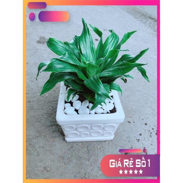 Chậu Cây Phát Tài