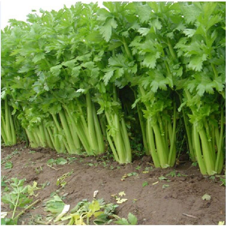 Hạt giống rau cần tây cao sản F1 KNS384 - Gói 2gram