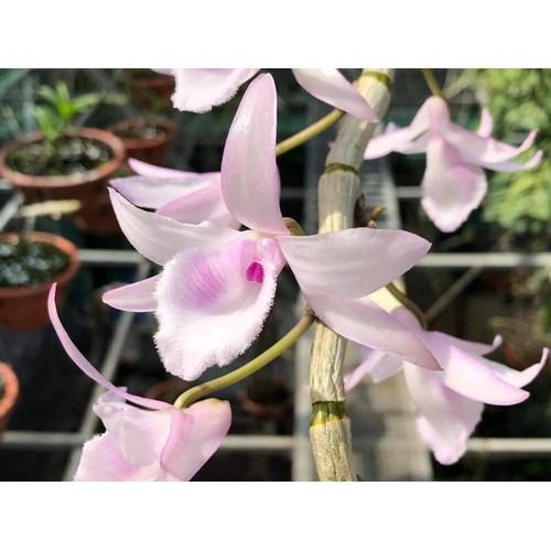 Chậu Lan phi điệp 5 CÁNH HỒNG THIÊN LÔI