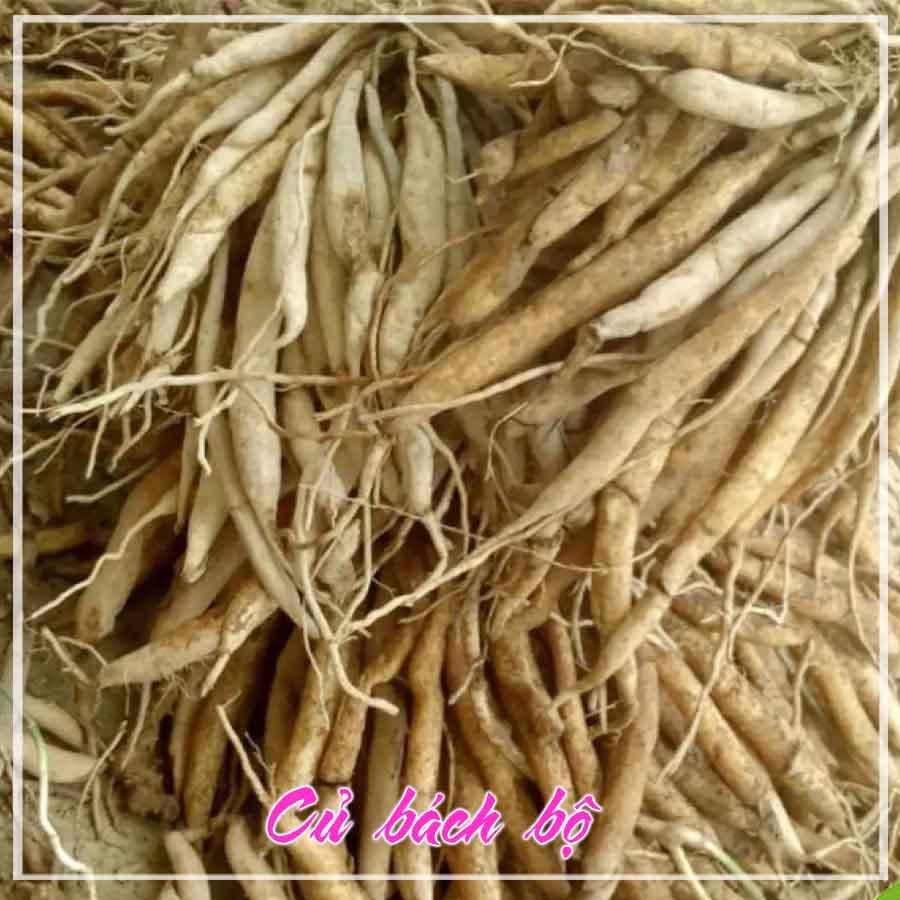 Củ Bách Bộ (Củ Ba Mươi) khô sạch đóng gói 1kg