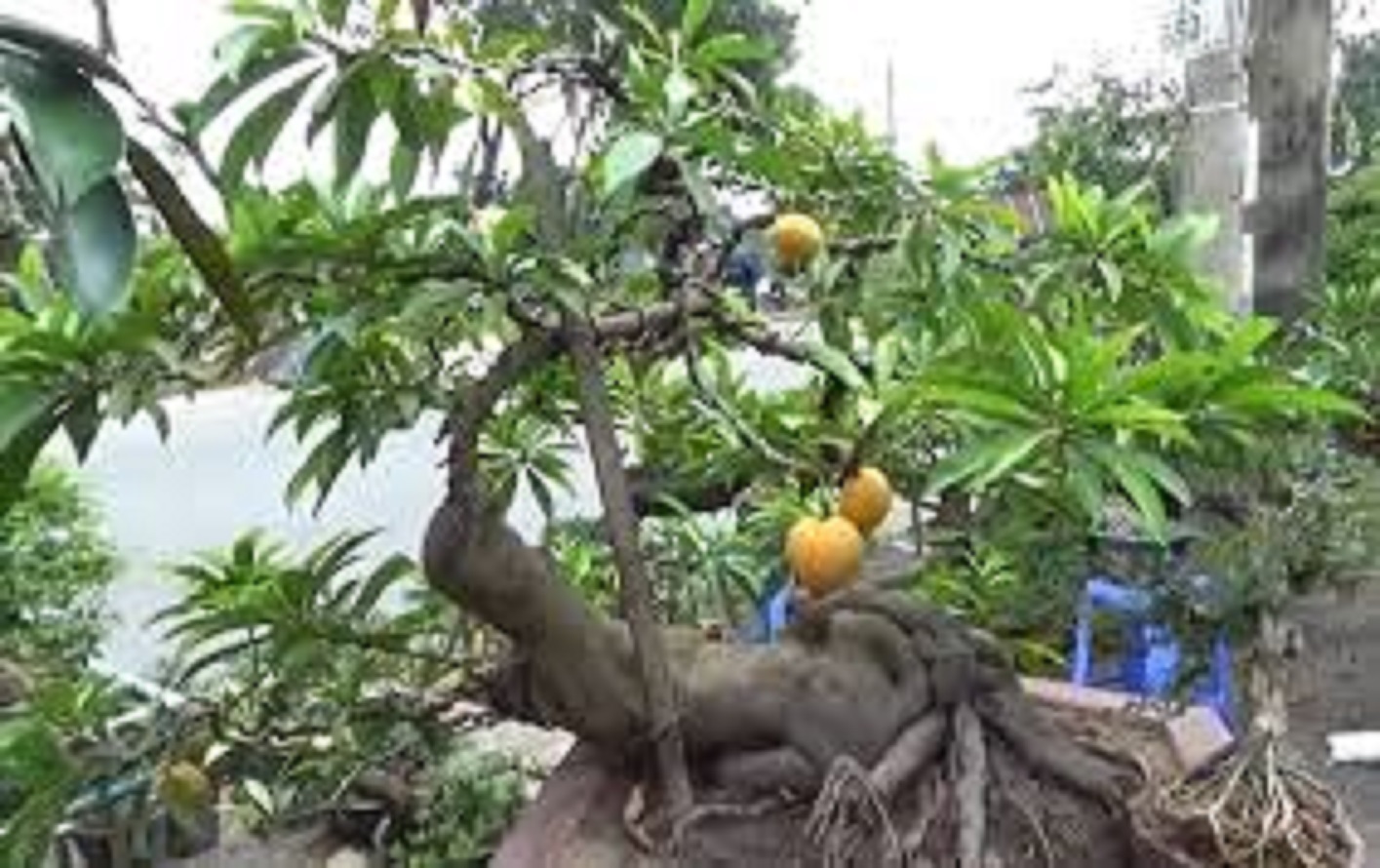 Cây trứng gà giống