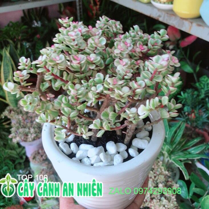 Chậu Cây Cành Vàng Lá Ngọc