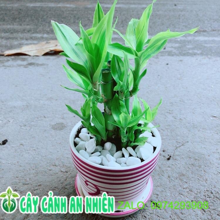 Chậu Cây Trúc Phát Tài