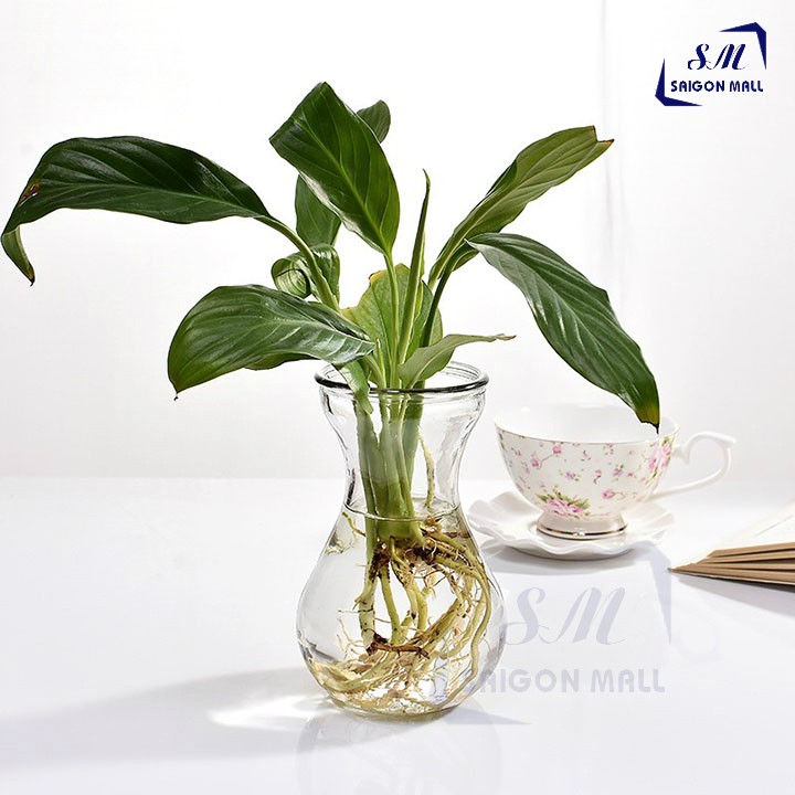 Bình hoa thủy canh quốc dân miệng loe trang trí nhà cửa, phòng làm việc cực xinh xắn