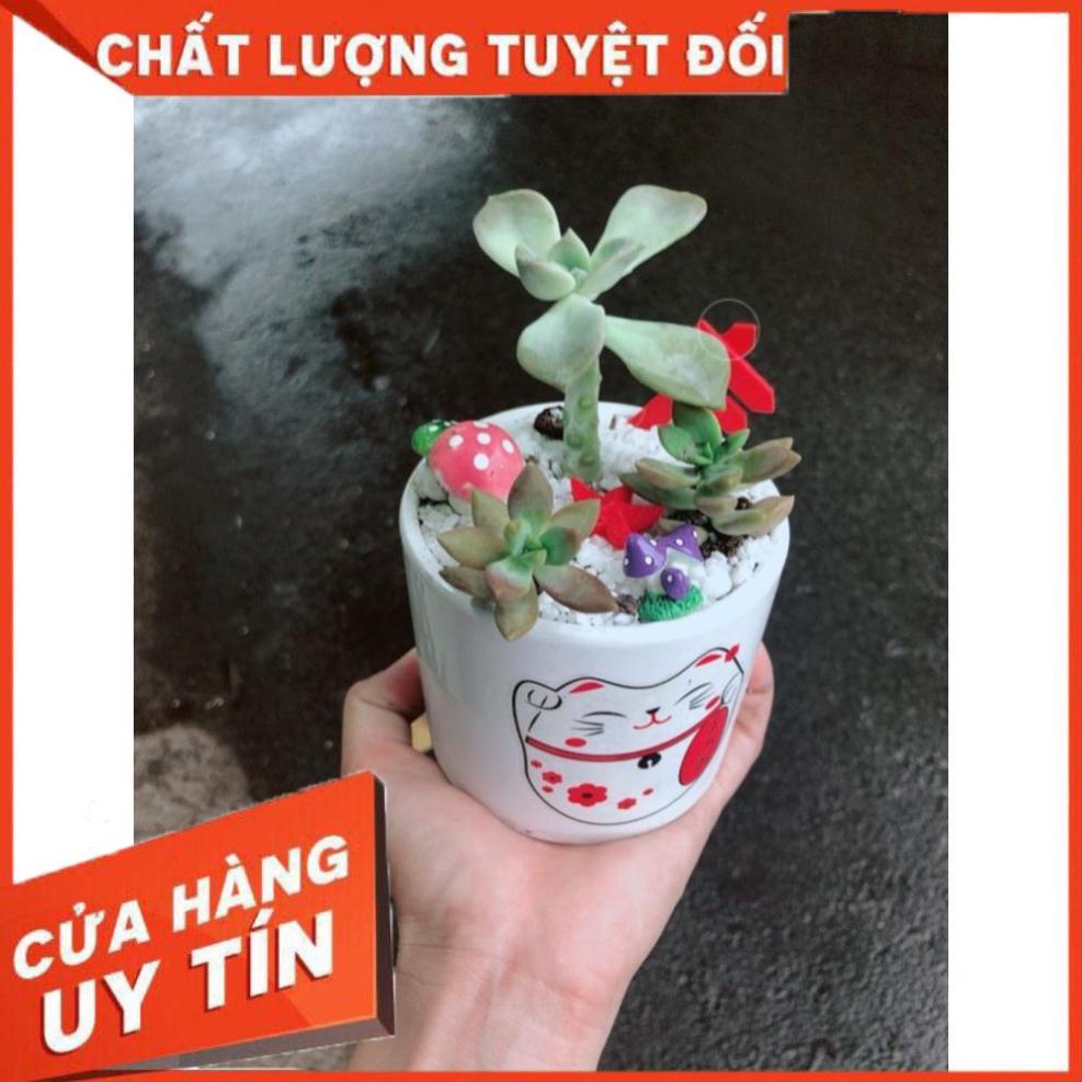 Chậu sen đá tiểu cảnh 2