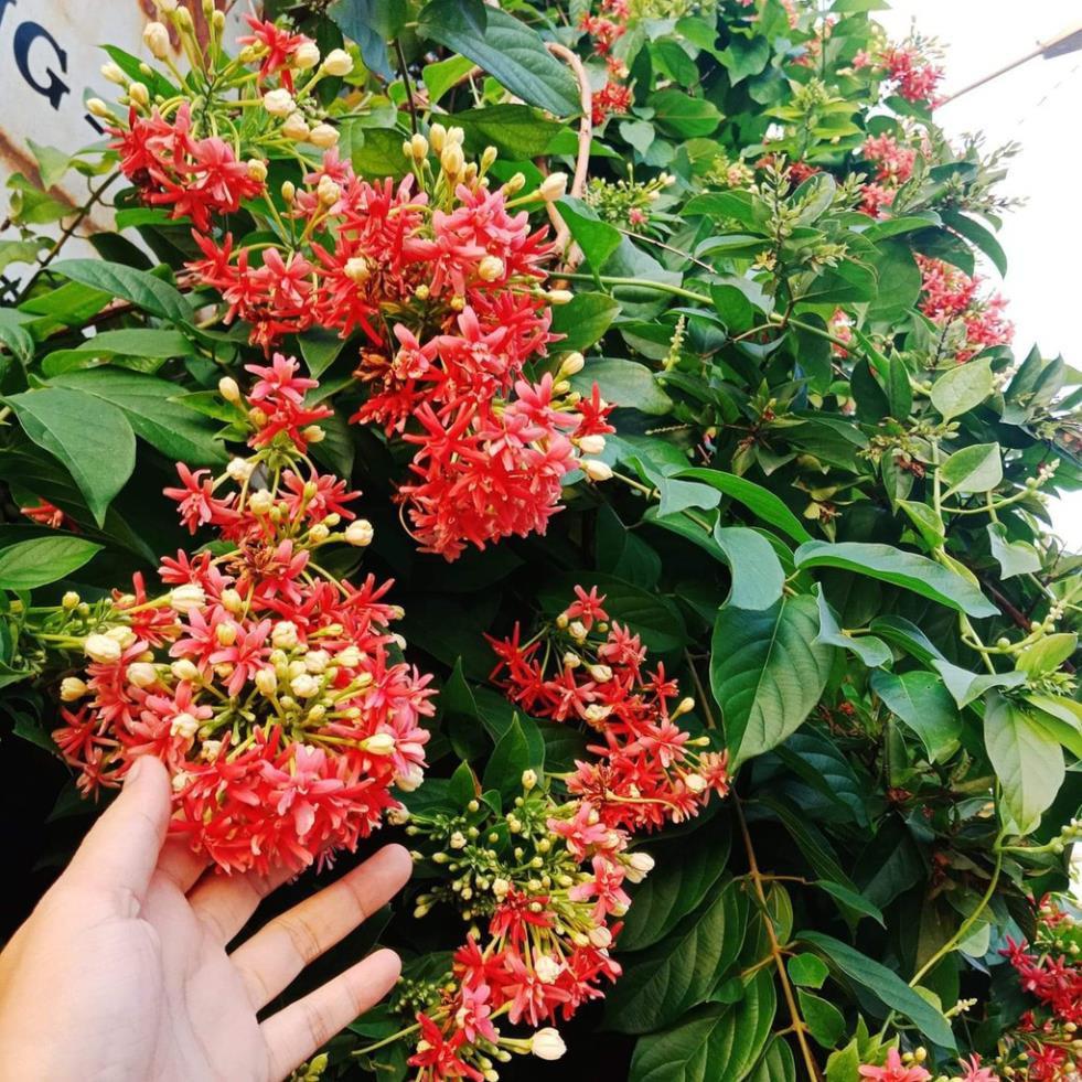 Hoa leo sử quân tử-hàng gửi đi nguyên chậu + Tặng 01 cây dâu da đất