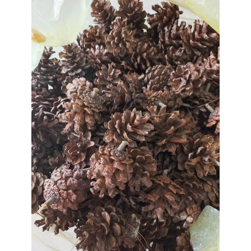 Quả thông rừng trang trí chụp ảnh, decor nhà cửa