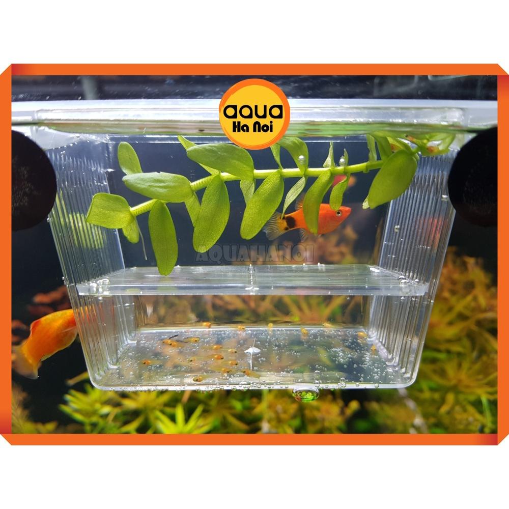 Lồng dưỡng cá tép đẻ mica - cỡ nhỏ 12*7*7 cm - lồng tách cá tép sinh sản - dưỡng cá bệnh - có 2 ngăn cách ly