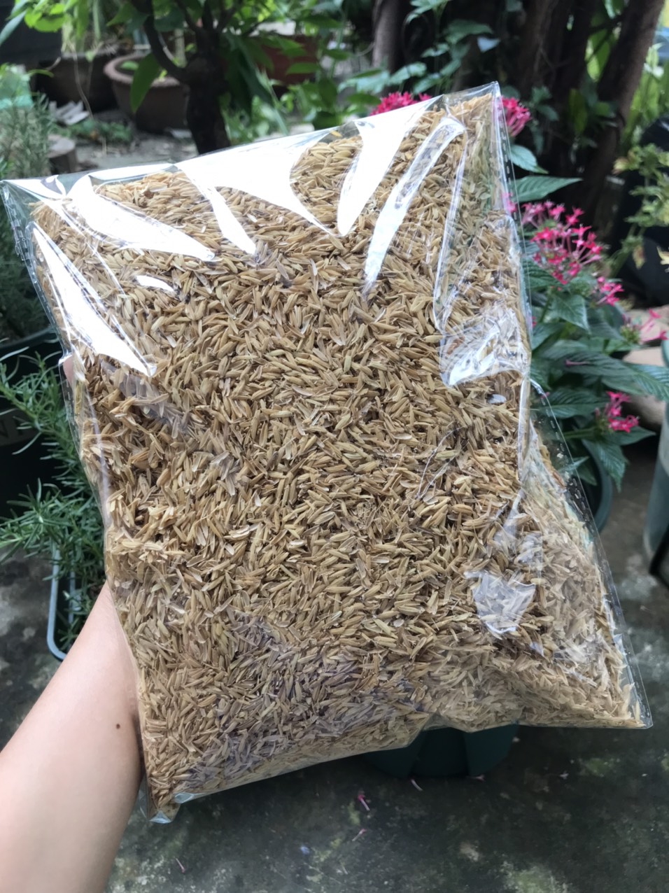 Trấu sống - Giá thể trấu sống trồng cây