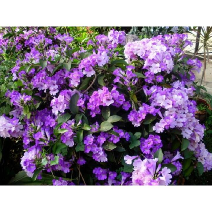 CÂY GIỐNG HOA NHÀI NHẬT TÍM ĐỔI MÀU