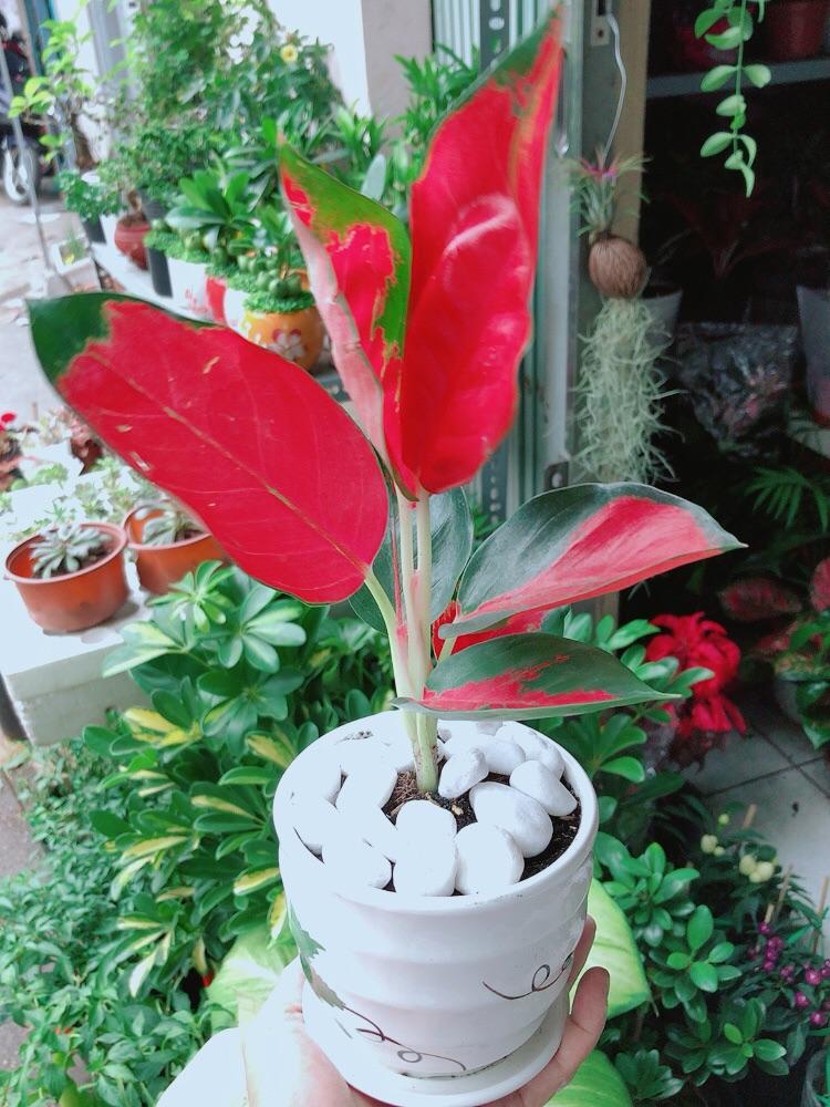 Chậu Cây Phú Quý Đỏ