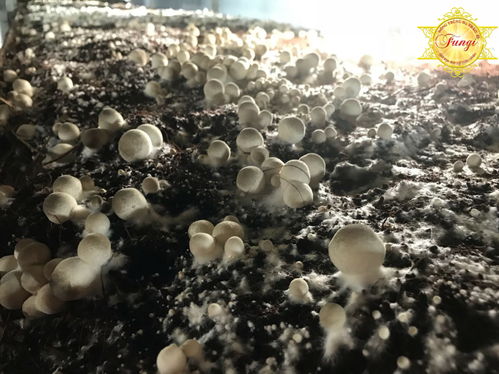 MEO NẤM RƠM THẦN NÔNG FUNGI - THƯƠNG HIỆU 40 NĂM - CHẤT LƯỢNG THAY LỜI NÓI