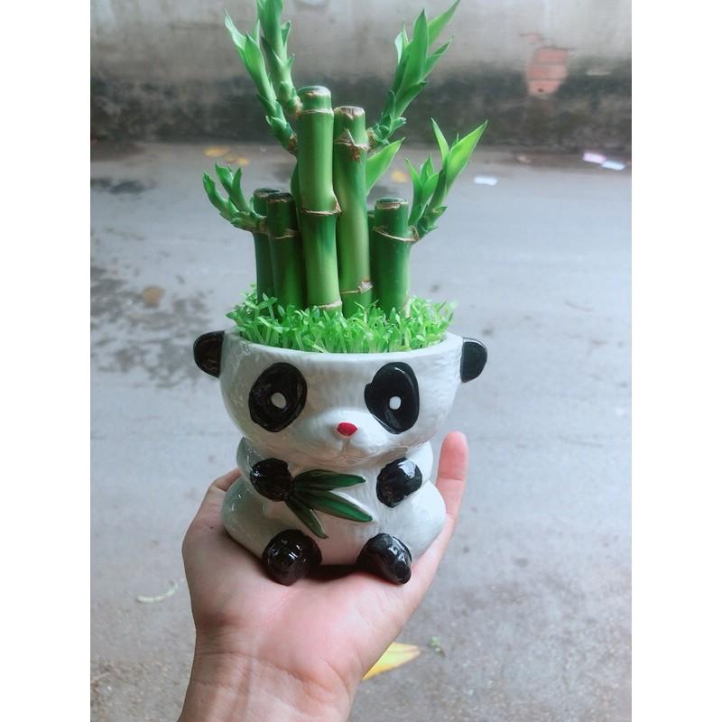 Chậu Trúc Phát Tài