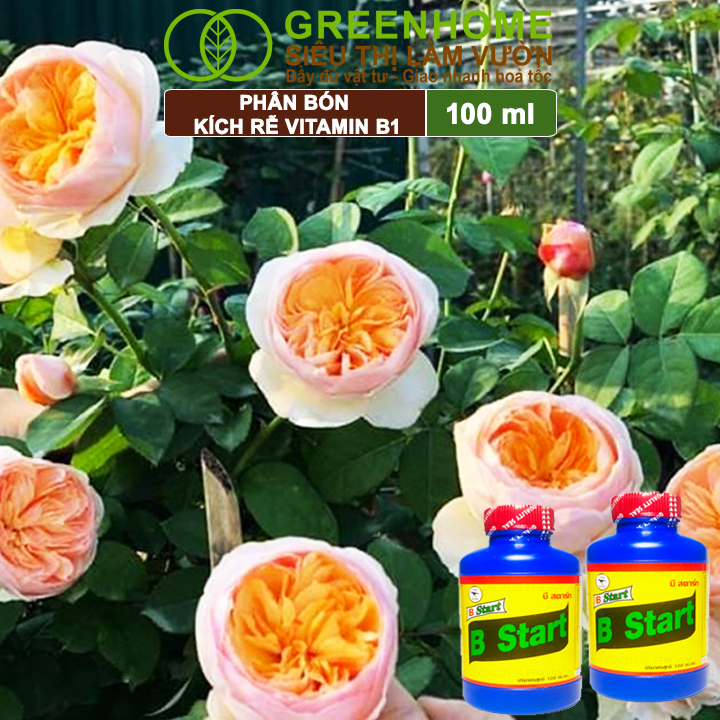 Phân Bón Kích Rễ, Greenhome, B1, Chai 100ml, Tạo Mầm, Rễ Khoẻ, Sai Hoa, Phục Hồi Rễ Yếu, Lá Dày