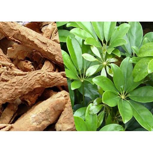 Ngũ gia bì gai - Cây giống chuẩn