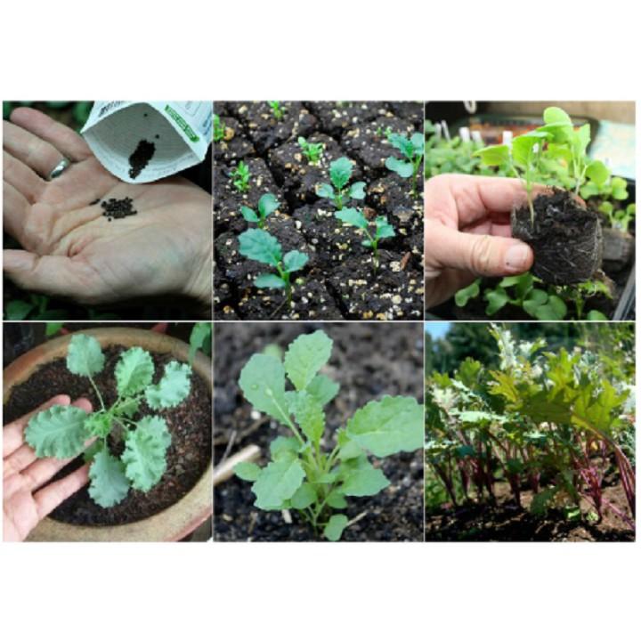 KHAY GIEO HẠT GIỐNG 72 lỗ - Set 10 cái