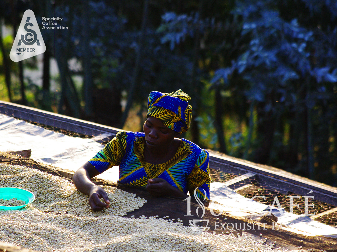 Cà phê hảo hạng (specialty coffee) tinh khiết không tẩm không độn Rwanda Musasa Mbilima hạt khối lượng tịnh 220g - 1864 CAFÉ