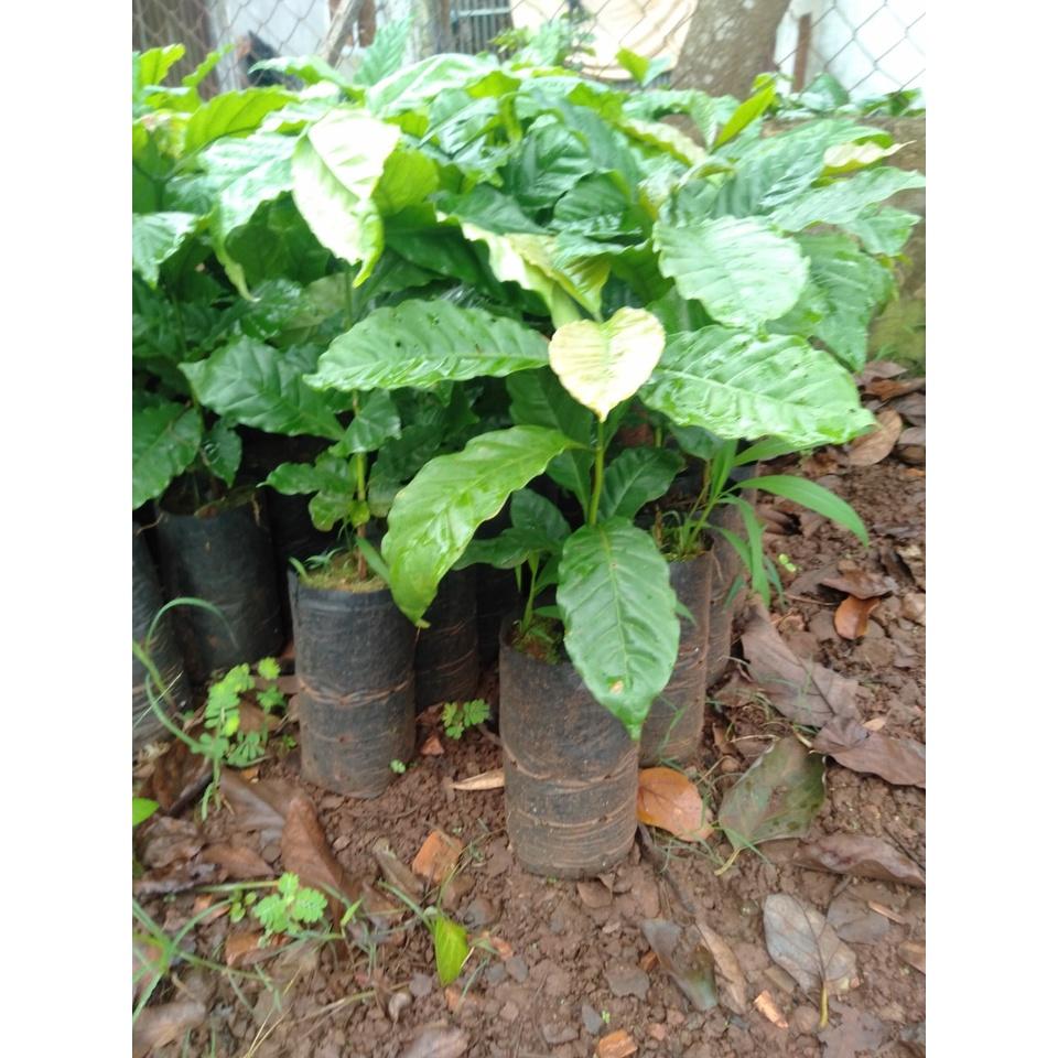 Cây giống cà phê