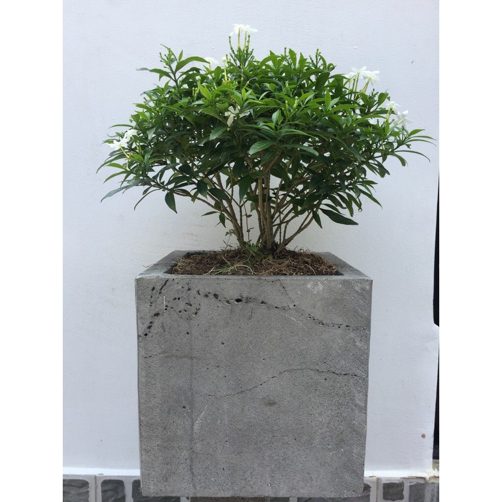 Combo 3 chậu vuông 20cm tặng kèm 1 chậu vuông 10cm trồng cây đá tổ ong tự nhiên đẹp bền vĩnh viễn