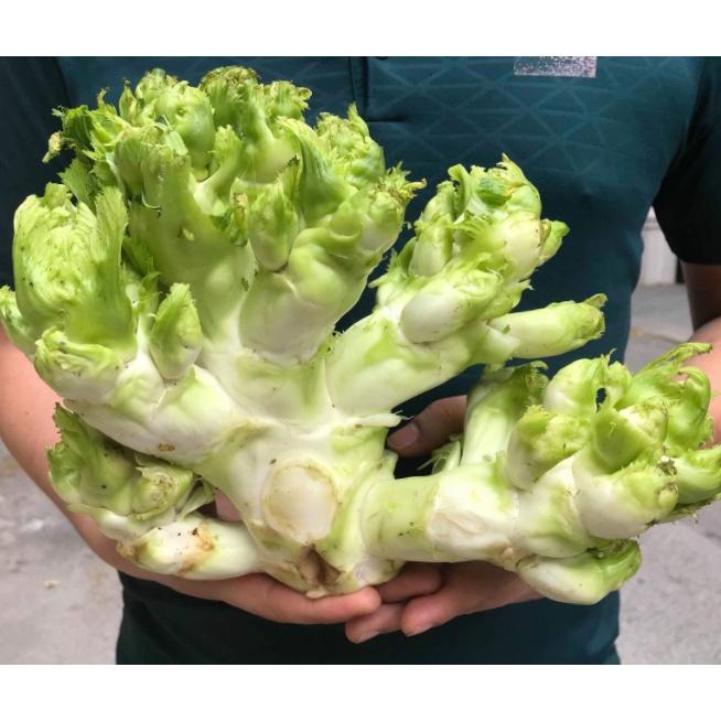 0,2gr hạt giống cải mầm đá