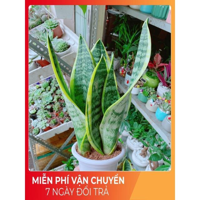 Lưỡi Hổ Cao