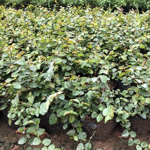 CÂY VẢY ỐC TRỒNG BỊCH ĐEN NHIỀU NGỌN SUM SUÊ DÀI 15-20CM CÂY SỐNG KHỎE THÍCH HỢP LÀM CÂY LEO BÁM