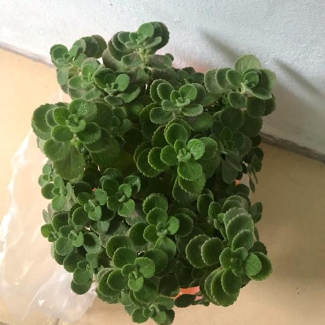 CHẬU CÂY NHẤT MẠT HƯƠNG , XUA ĐUỔI MUỖI, MANG LẠI TÀI LỘC CHO CHỦ NHÀ
