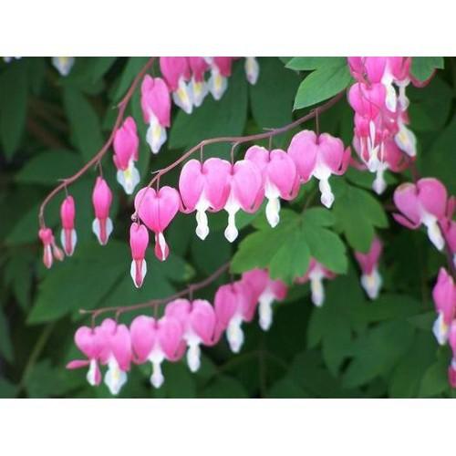 CHẬU CÂY GIỐNG HOA TIGON-LOÀI HOA SIÊU ĐẸP CÓ MÙI THƠM NHẸ,MANG CẢM XÚC TRẦM BUỒN