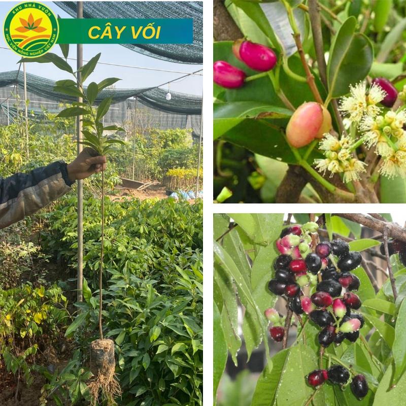Cây Vối Nếp giống, dùng để pha nước uống thanh nhiệt giống chuẩn F1